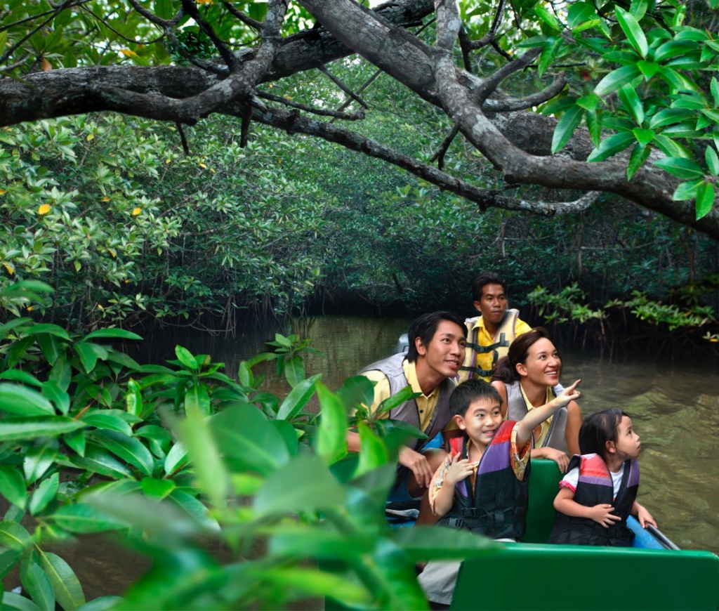 Mangrove Tour